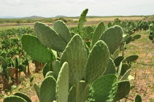 PLANTIO DE PALMA