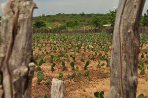 PLANTIO DE PALMA ADENSADA EM CANINDÉ