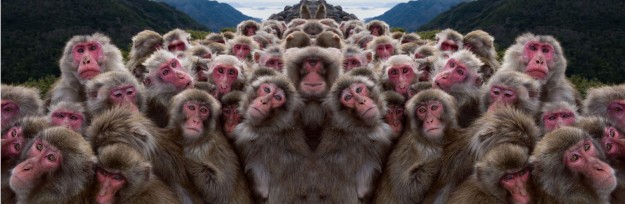 macacos-em-grupo