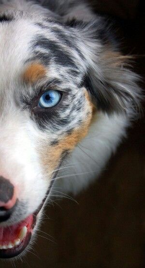 Cachorro de olho azul com a metade do rosto da foto 