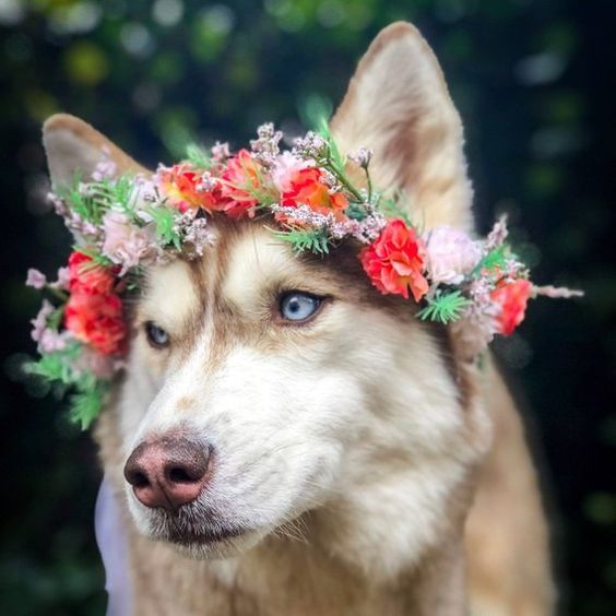Cachorro com coroa de flores na cabeça