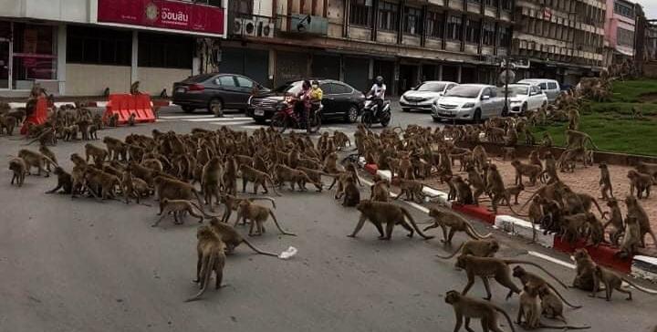 Centenas de macacos brigam nas ruas da Tailândia 