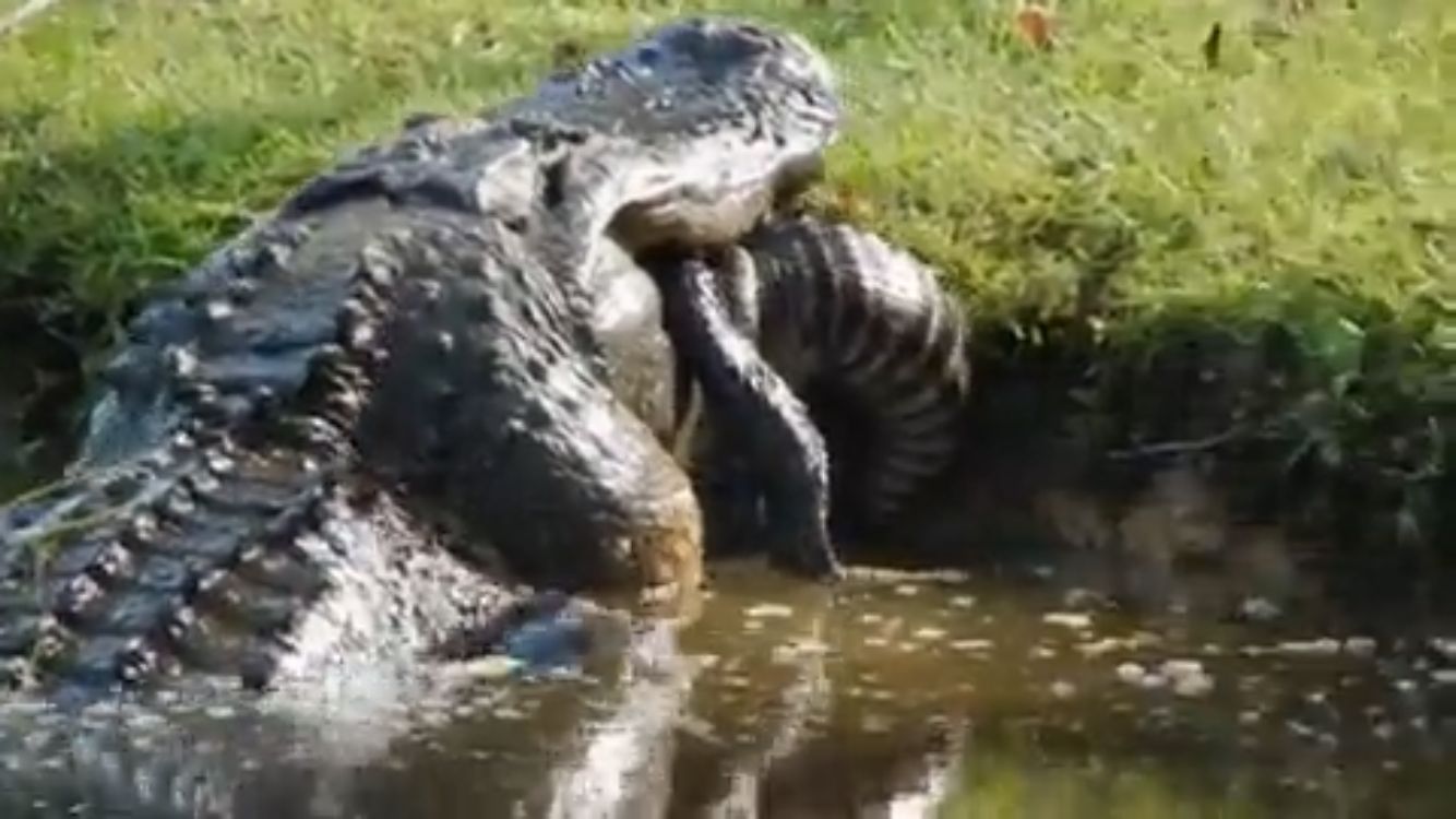 Crocodilo devora jacaré de 1,80m de comprimento nos EUA