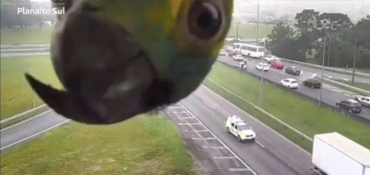 Papagaio invade imagens de câmera de monitoramento da BR-116 no Paraná