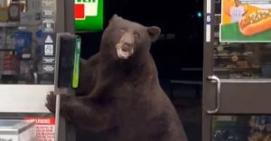 Urso passa álcool em gel nas mãos antes de invadir loja no Estados Unidos