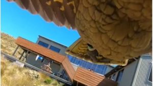 skynews-parrot-camera_5662508-300x169 Vídeo: Papagaio rouba câmera de turistas e filma fuga aérea