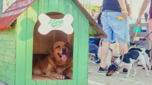 Pet Park