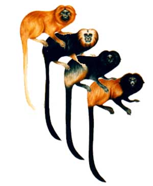 Mico-leão