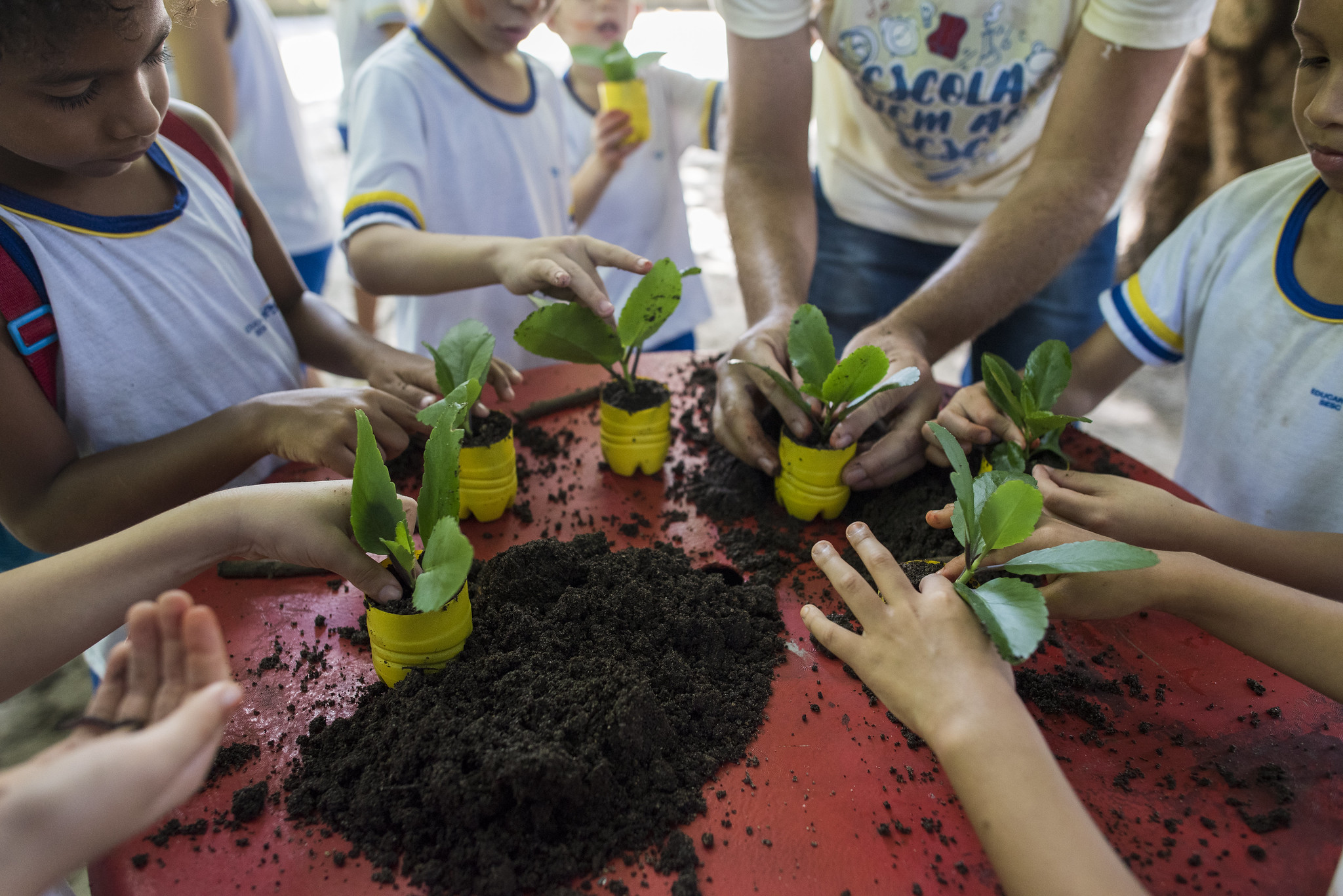 Sustentabilidade: a imagem mostra várias mudas de plantas sendo seguradas por crianças