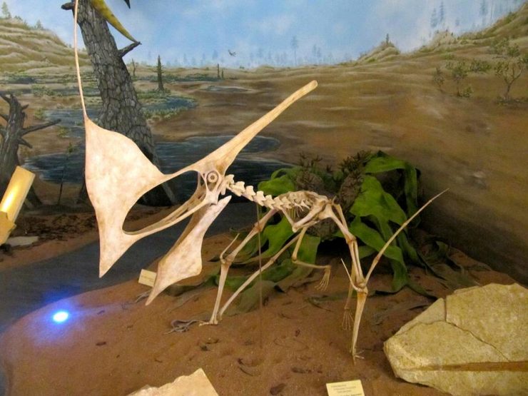 Residência Artística em Paleoarte: pintura de um fóssil do que parece ser uma ave jurássica.